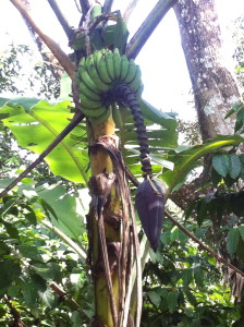 Bananas in polyculture