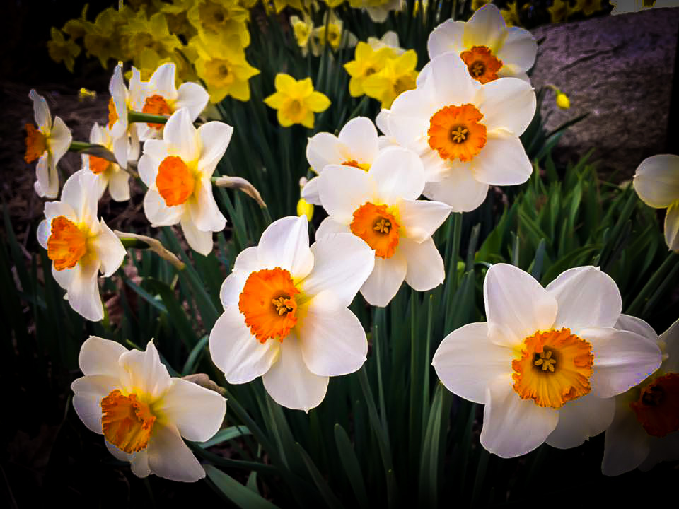 daffodils-2